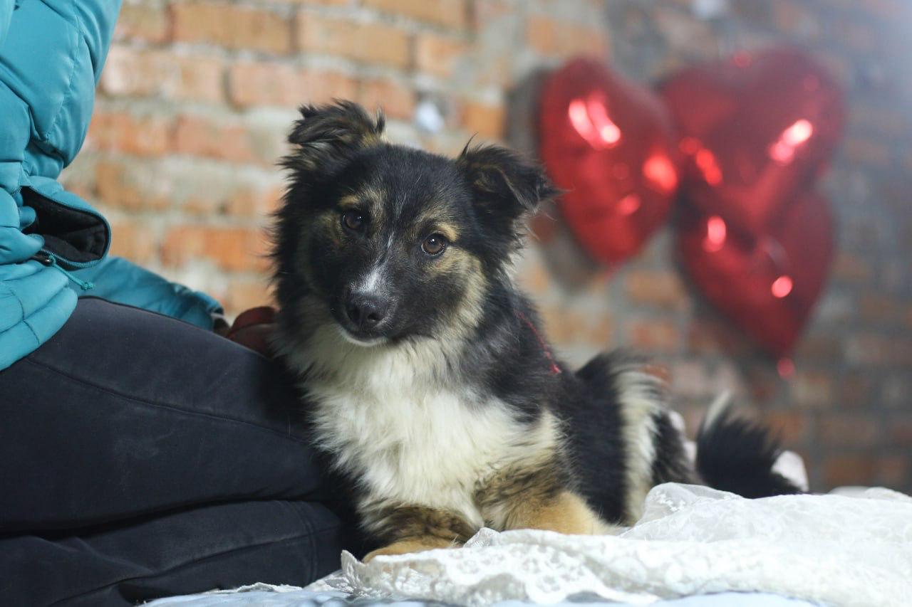 Chiens à adopter